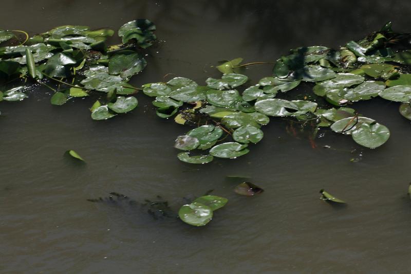 264-Delta del Danubio,7 agosto 2011.JPG